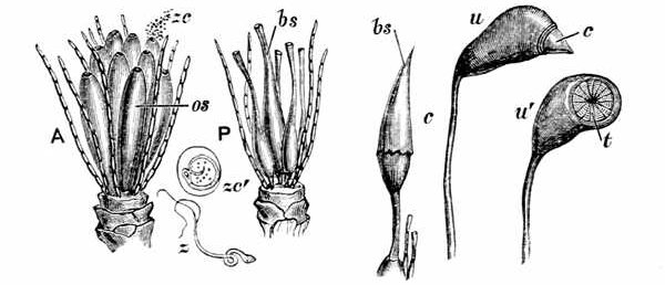 Fig. 35.

Fructification of a moss.

A, Male moss-flower stripped of its outer leaves, showing jointed filaments
and oval sacs os and antherozoid cells zc swarming out of a sac.
zcÂ´, Antherozoid cell enlarged. z, Free antherozoid. P, Female flower
with bottle-shaped sacs bs. bs-c, Bottle-shaped sac, with cap being pushed
up. u, Urn of Funaria hygrometrica, with small cap. uÂ´, Urn, from
which the cap has fallen, showing the teeth t which keep in the spores.