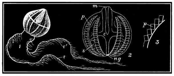 Fig. 71.

Cydippe Pileus.

1, Animal with tentacles t, bearing small tendrils tÂ´. 2, Body of animal
enlarged. m, Mouth. c, Digestive cavity. s, Sac into which the tentacles
are withdrawn. p, Bands with comb-like plates. 3, Portion of a
band enlarged to show the moving plates p.