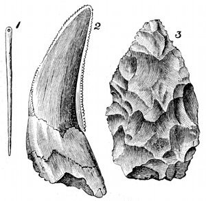 Fig. 78.

PalÃ¦olithic relics.

1, Bone needle, from a cave at La
Madeleine, Â½ size. 2, Tooth of Machairodus
or sabre-toothed tiger, from Kent's
Cavern, Â½ size. 3, Rough stone implement,
from Kent's Cavern, Â¼ size.