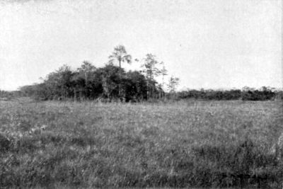 Central Cluster of Trees and Palms in a Cuvette (Matto Grosso).