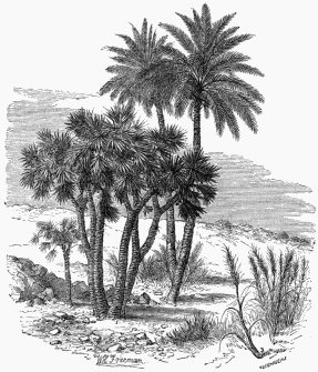 Vegetable Life in the Desert.

1. Doum-Palm. 2. Date-Palm. 3. Alfa (Stipa tenacissima).