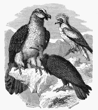 1. Gypaëtos, or Bearded Vulture. 2. Sociable Vulture. 3.
Cathartes Percnopterus.