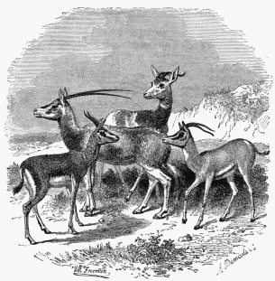 1. Gazelle.
2. Antelope (Oryx-leucoryx).
3. Gazelle (of Sœmmering).
4. Nanguer.