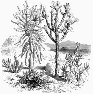 Vegetable Life in South Africa.
1. Mesembryanthemum inflexum.   2. Hottentot’s Fig (Mes. edule).   3. Euphorbia neriifolia.
4. Euphorbia grandidens.             5. Stapelia hirsuta.