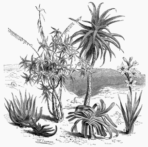 Vegetable Life of Cape Colony.

1. Aloe verrucosa.   2. Aloe soccotrina.   3. Aloe ciliaris.   4. Aloe arborescens.
5. Aloe plicatilis.                6. Gladiolus blandus.