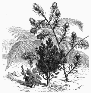 Vegetable Life of Cape Colony.

1. Helichrysum fruticosum.   2. Erica Cavendishiana.   3. Protea longifolia.   4. Todea Africana.