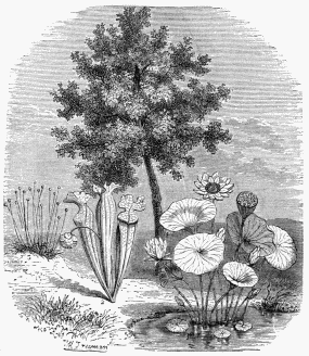 Vegetable Life in Texas.

1. Nelumbium calophyllum.   3. Eriocaulon flavidulum.
2. Sarracenia purpurea.     4. Laurus sassafras.