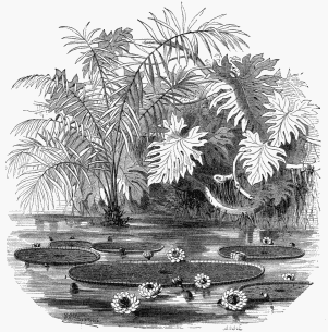 Aquatic Plants of Guiana.

1. Victoria regia.   2. Raphia tædigera.   3. Scyndapsus fragrans.