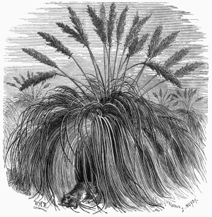 Vegetable Life in the Pampas.

Pampas Grass (Gynerium argenteum).