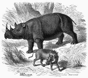 Rhinoceros.

African Phacocœrus (Chœripotamus Africanus).