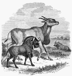 1. Antelope Gnu. 2. Oreas Lanna (or Eland). 3. Striped or
Banded Gnu.