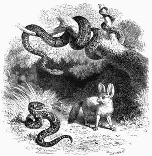 Python Molure.      Echidna, or Picakolou.      Fennec (Megalotis).

