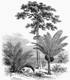 1. Nipa fruticans. 2. Sugar Palm (Areca saccharifera).
3. Ipo-Antiar (Antiaris toxicaria).