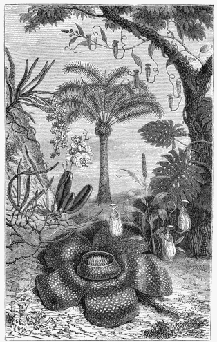 FLORA OF THE EAST INDIAN ISLANDS:—

1. Rafflesia Arnoldia.
2. Niphobolus pubescens.
3. Phalænopsis amabilis.
4. Ærides suaveolens.
5. Cycas circinnalis.
6. Nepenthes distillatoria.
7. Scindapsus pertusus.