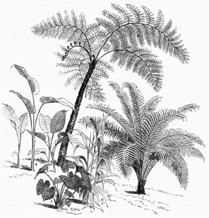 1. Blechnum Brasiliense. 2. Alsophila horrida. 3. Panicum plicatum.
4. Marauta. 5. Caladium violaceum.