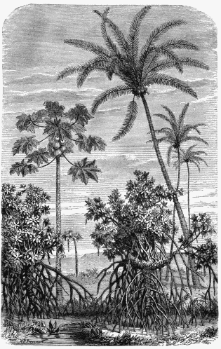 FLORA OF THE NEW WORLD.
1. Papaw Tree (Papaya Sativa)
2. Great American Cocoa-Nut Tree.
3. Mangrove (Rhizophora mangle).