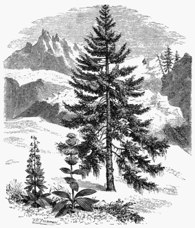 1. Fir, with bearded Usnea. 2. Great Yellow Gentian. 3.
Martagon, or Turk’s Cap Lily.