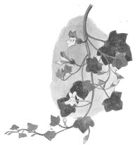 Ivy-Leaved Toadflax.