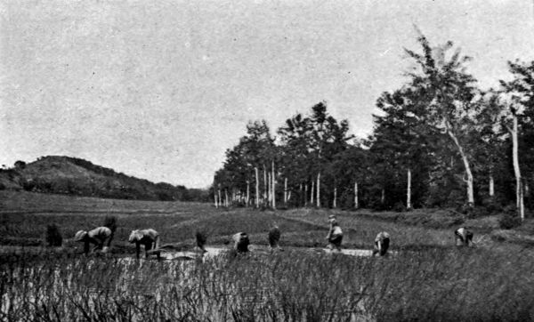 The produce of the fields is equally divided amongst them as they equally divide the labour and the toil.