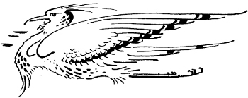 [Illustration: The bird]