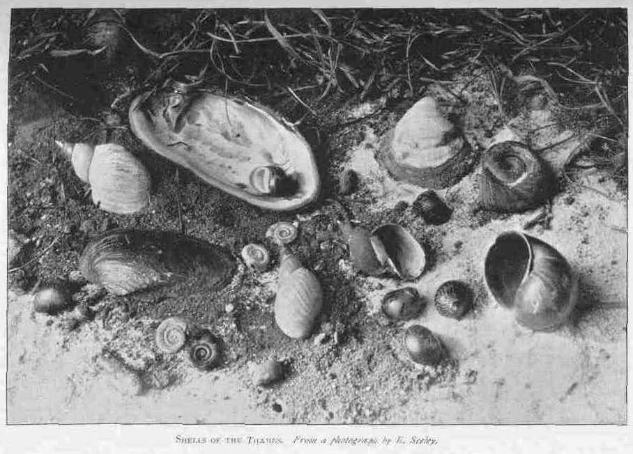 SHELLS OF THE THAMES.
From a photograph by E. Seeley.