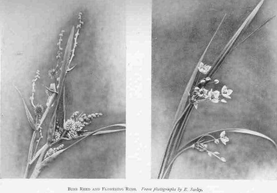 BURR REED AND FLOWERING RUSH.
From photographs by E. Seeley.