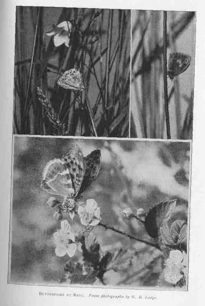 BUTTERFLIES AT REST.
From photographs by R.B. Lodge.