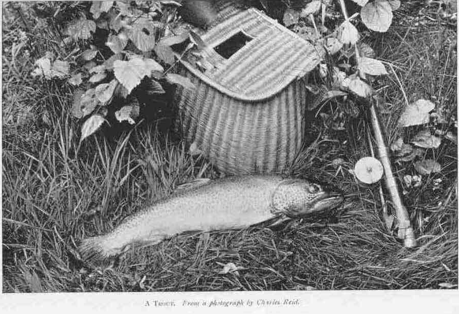 A TROUT.
From a photograph by Charles Reid.