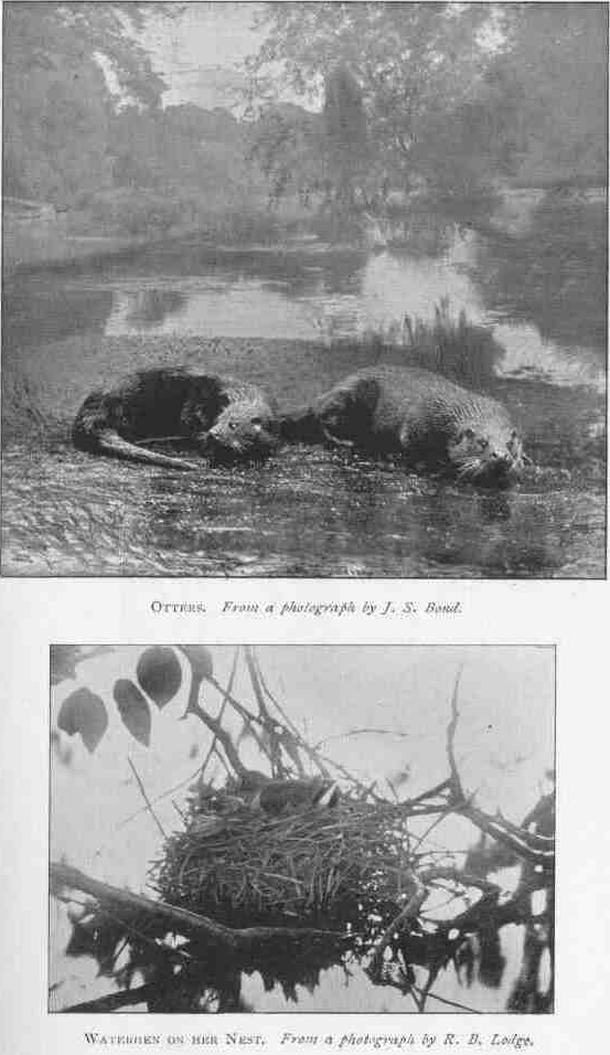 OTTERS.
From a photograph by J. S. Bond.
WATERHEN ON HER NEST.
From a photograph by R. B. Lodge.