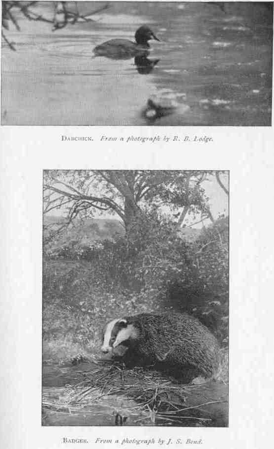 DABCHICK.
From a photograph by R.B. Lodge.
BADGER.
From a photograph by J.S. Bond.