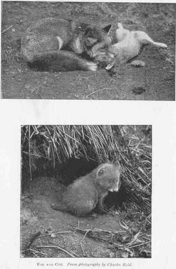 FOX AND CUB.
From photographs by Charles Reid.