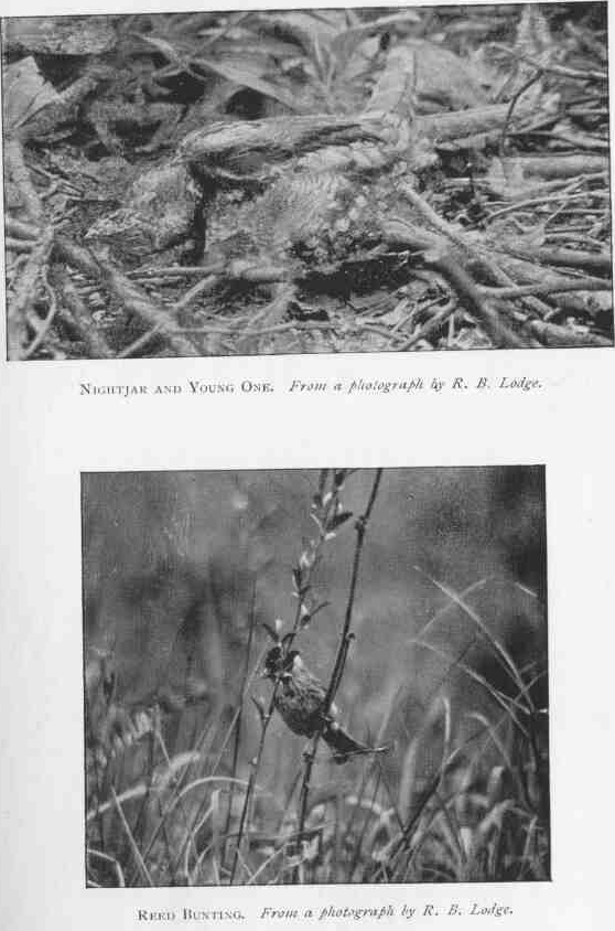 NIGHTJAR AND YOUNG ONE.
From a photograph by R.B. Lodge.
REED BUNTING.
From a photograph by R.B. Lodge.