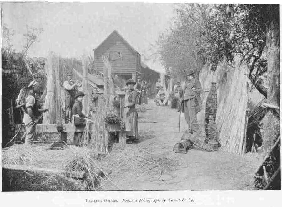 PEELING OSIERS.
From a photograph by Taunt & Co.