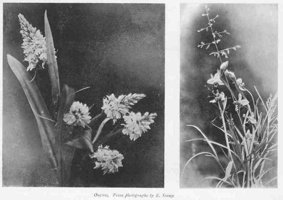 ORCHIS.
From photographs by E. Seeley.