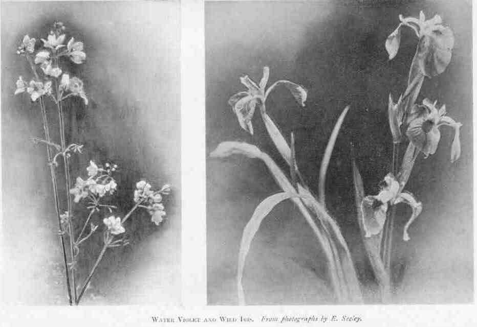 WATER VIOLET AND WILD IRIS.
From photographs by E. Seeley.