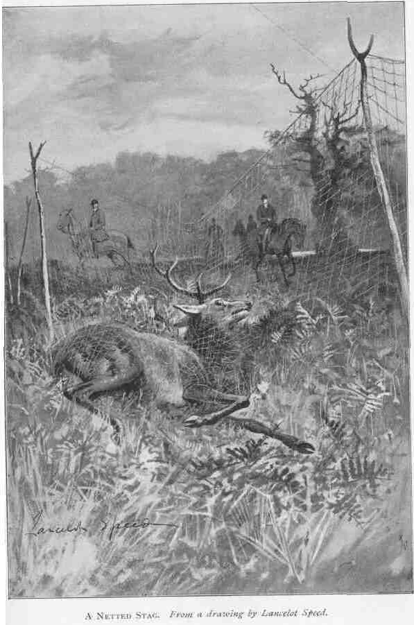 A NETTED STAG.
From a drawing by Lancelot Speed.