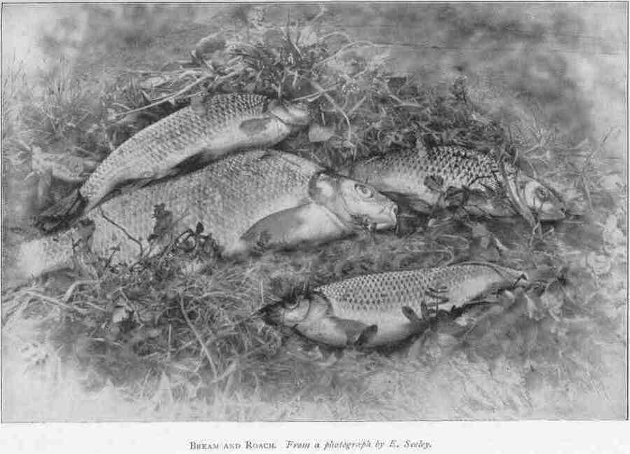 BREAM AND ROACH.
From a photograph by E. Seeley.