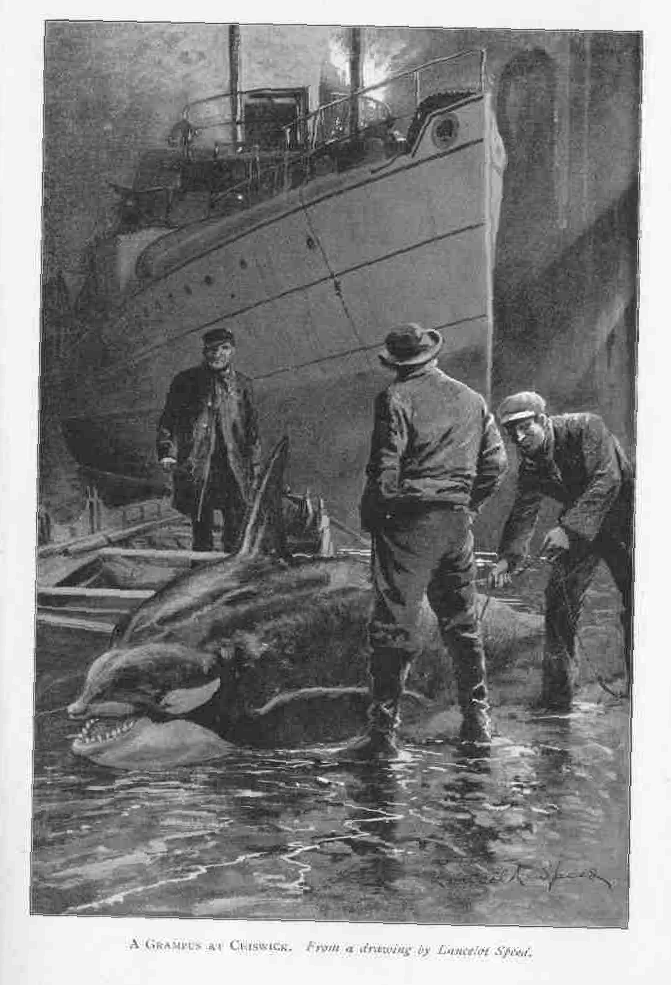 A GRAMPUS AT CHISWICK.
From a drawing by Lancelot Speed.