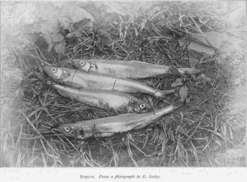 SMELTS.
From a photograph by E. Seeley.