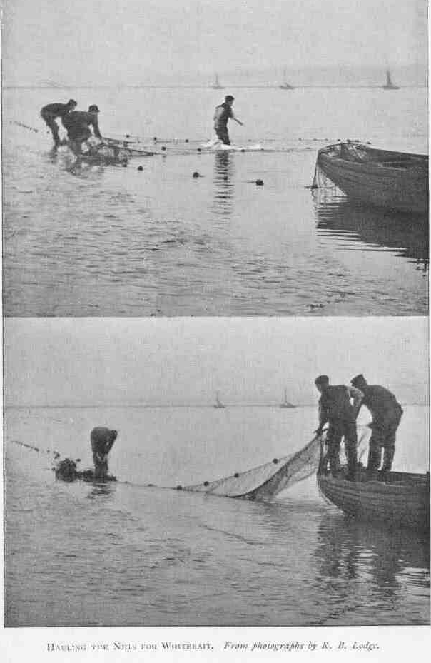HAULING THE NETS FOR WHITEBAIT.
From photographs by R. B. Lodge.