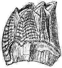 Balanus amphitrite, var. cirratus.