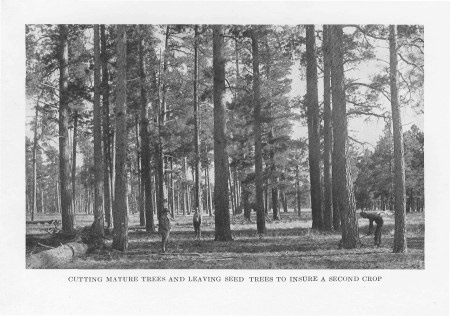 Cutting Mature Trees and Leaving Seed Trees To
Insure a Second Crop