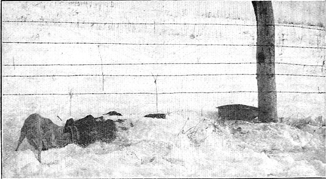 Fig. 5.—A Walmsley tile trap in use.