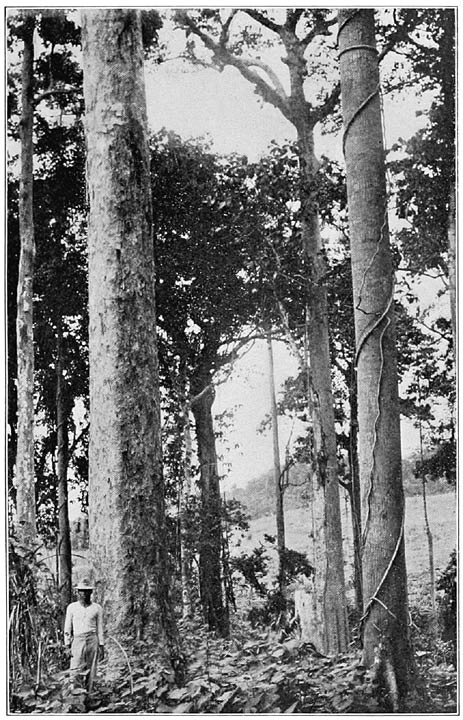 Typical Scene at the Edge of a Hardwood Forest.