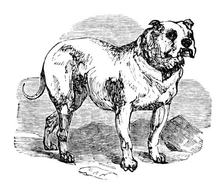 THE BULL-DOG.