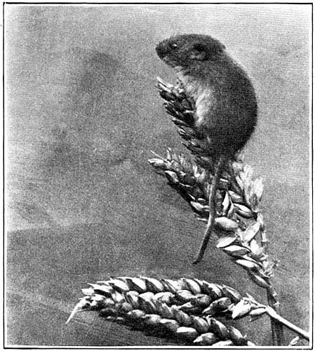 The Harvest Mouse