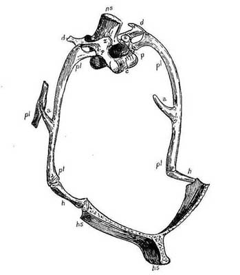  5.—Natural
Typical Vertebra; Thorax of a Bird. (After Owen.)