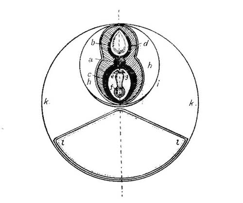 Ideal Transverse Section of a Vertebrate Embryo. (After von Baer.)
