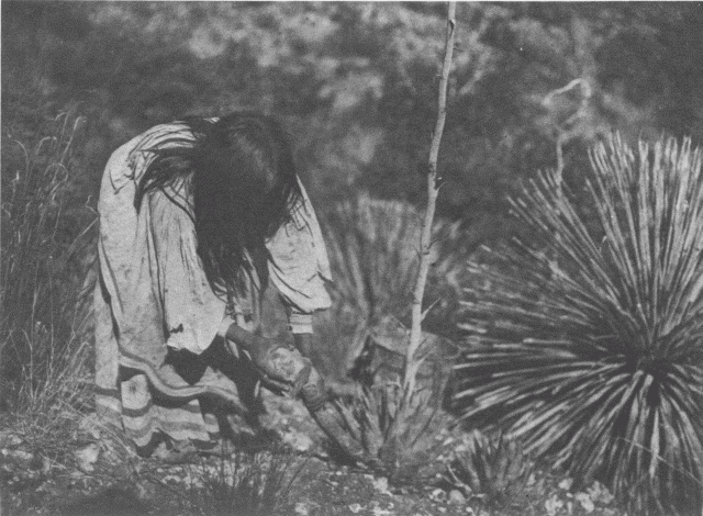 Cutting Mescal - Apache Illustration: Cutting Mescal - Apache