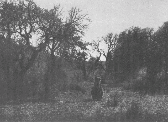 Among the Oaks - Apache Illustration: Among the Oaks - Apache